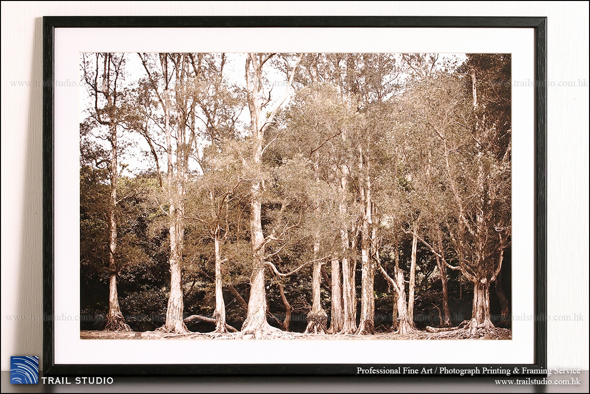 城門水塘, 白樺樹, 白千層, Ming Lau Photography, 印相, 印大相, 晒相, 晒大相, PHOTO PRINTING SERVICE, FINE ART PRINTING SERVICE, 香港攝影師