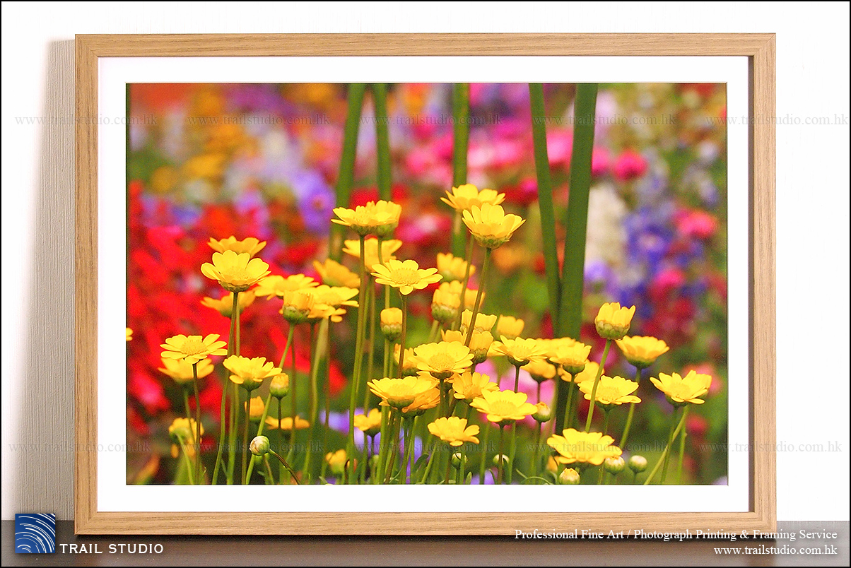 花卉攝影, macro photography, Ming Lau Photography, 印相, 印大相, 晒相, 晒大相, PHOTO PRINTING SERVICE, FINE ART PRINTING SERVICE, 香港藝術人, 藝術攝影, 香港攝影人